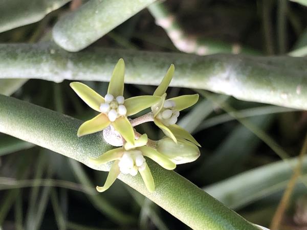 http://www.cloudjungle.com/cloudjungle/asclepiadaceae/Sarcostemma/Sarcostemma socotranum.jpeg